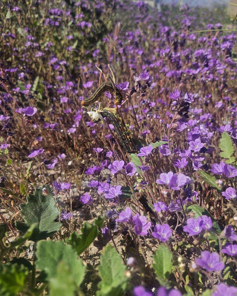 Native Plants Feed The Next Stage