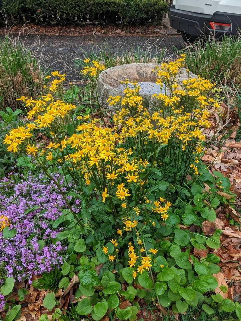 Native Plants Provide Better Shelter