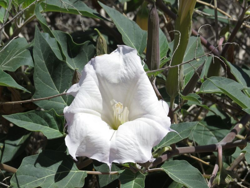 Native Plants Support A Healthy Food Supply