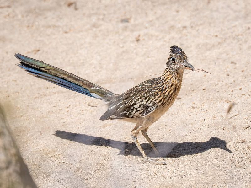 Native Plants Support More Natural Prey
