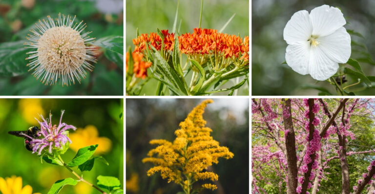 Native Plants That Handle Delaware’s Wet Springs And Dry Summers With Ease