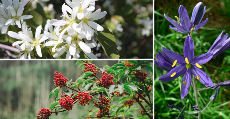 Native Plants That Thrive Through Washington’s Shifting Seasons
