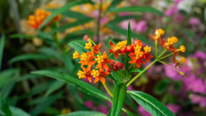Native Plants That Work With Florida's Climate, Not Against It