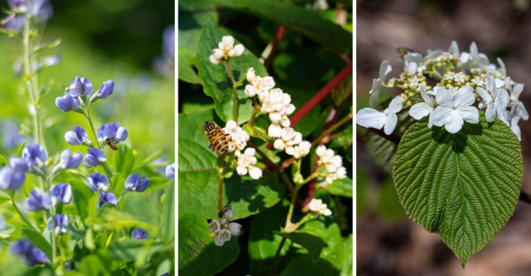 Native Plants With Deep Roots That Help Virginia Yards Resist Erosion