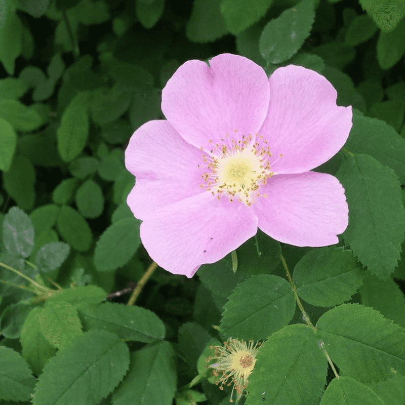 Native Roses Work Best As Managed Shrubs