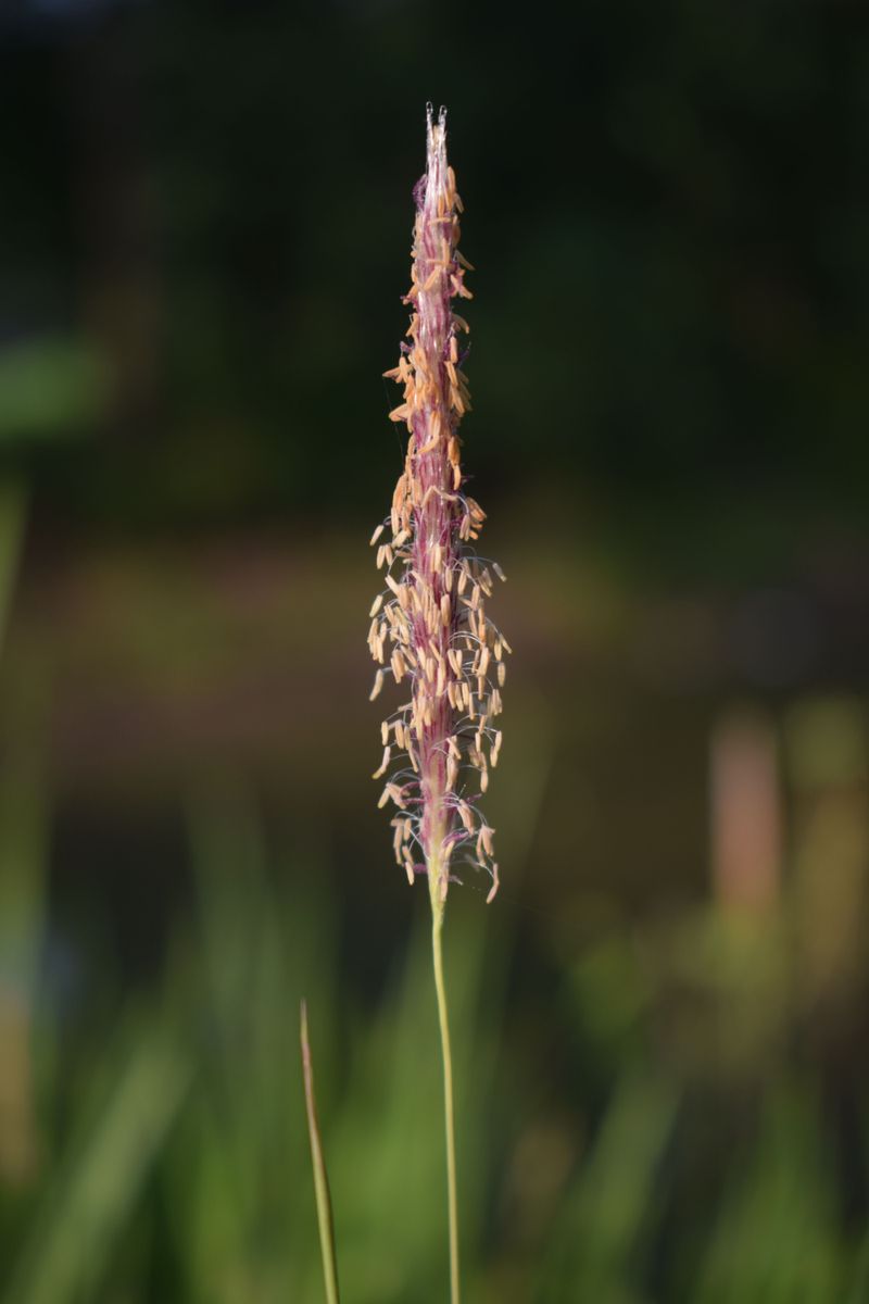 Native Seed Plants Aren't Part Of Your Landscape Native Seed Plants Aren't Part Of Your Landscape