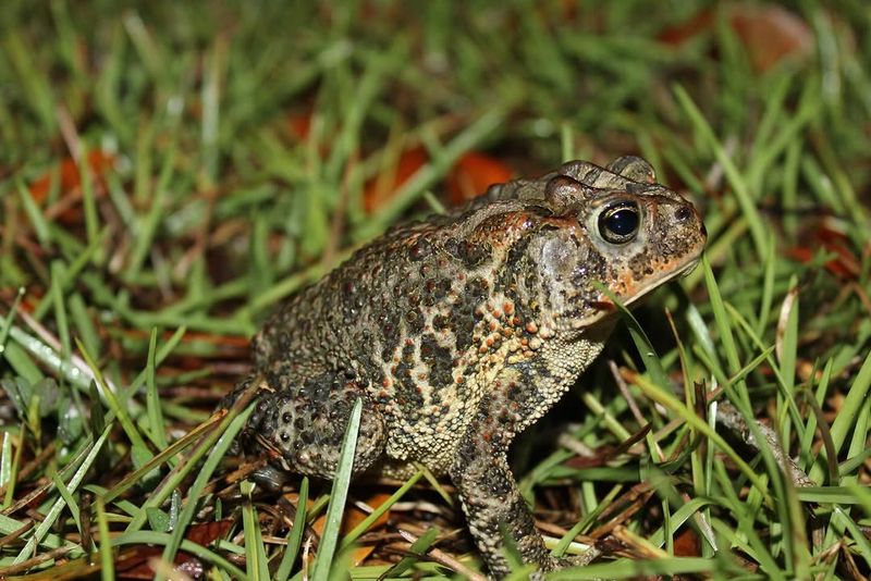 Native Toads Support A Healthier Backyard Native Toads Support A Healthier Backyard