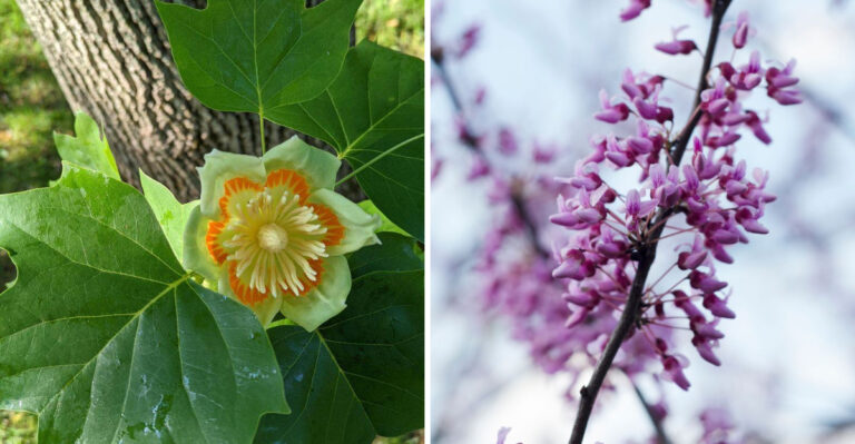 Native Trees New Jersey Gardeners Are Planting Instead Of Banned Bradford Pears