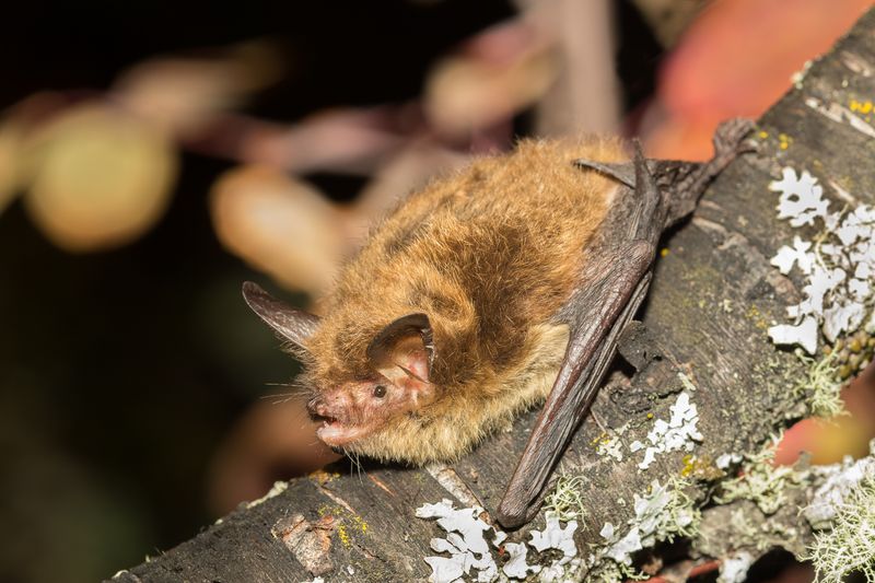 Native Trees Offer Safe Daytime Roosting Spots Native Trees Offer Safe Daytime Roosting Spots