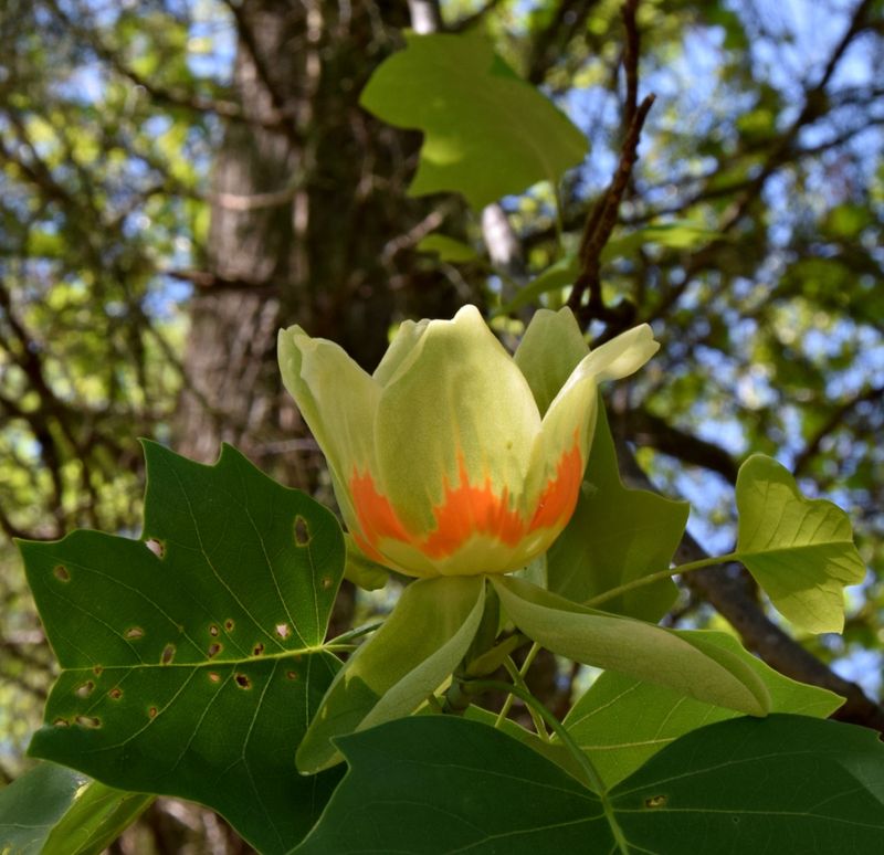 Native Trees Support Local Wildlife