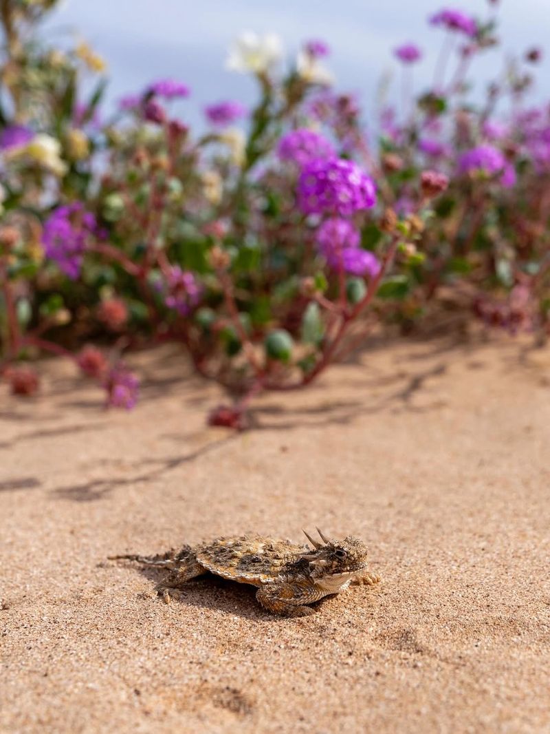 Native Vegetation Creates Better Habitat Native Vegetation Creates Better Habitat