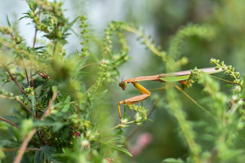 Native Versus Introduced Mantis Species In New York