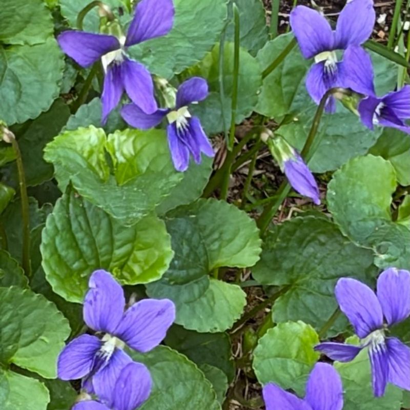 Native Violets Fill Cooler Tree Edges