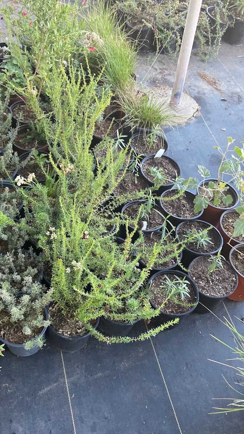Native West Nursery Is San Diego’s Rare Native-Plant Stop Native West Nursery Is San Diego’s Rare Native-Plant Stop