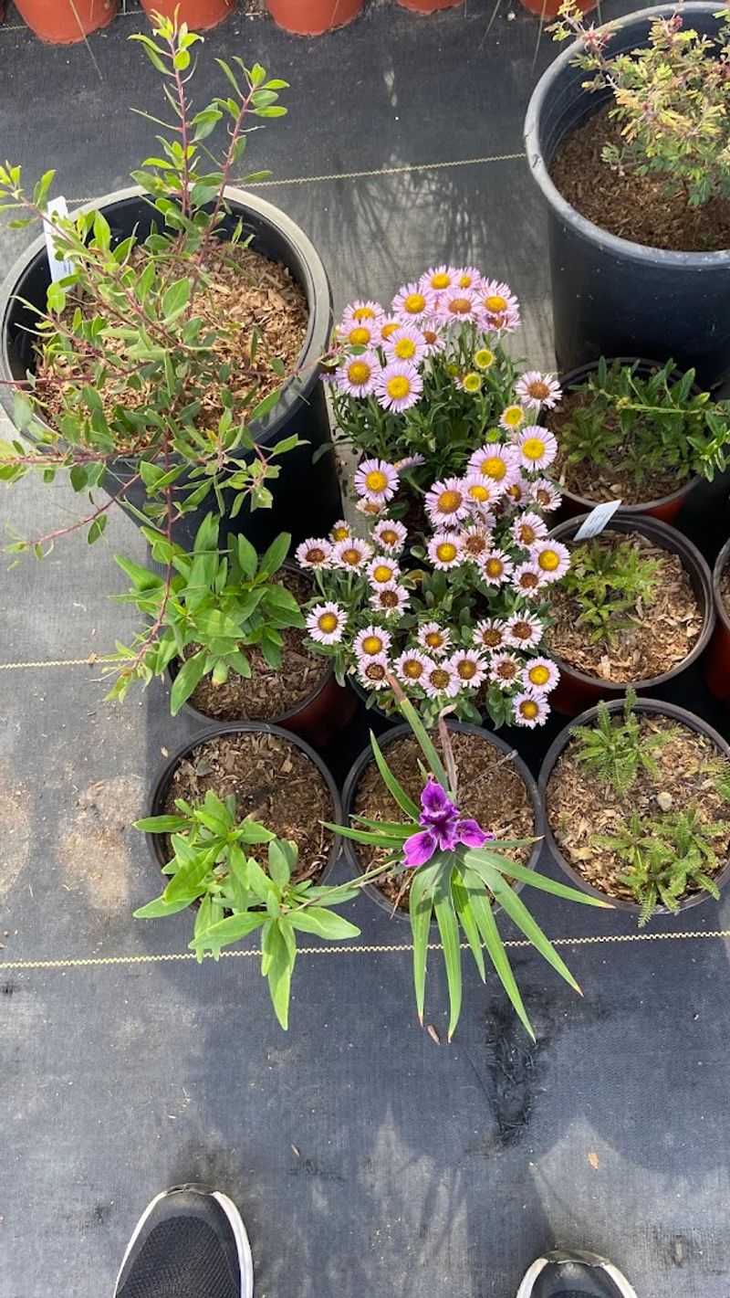 Native West Nursery — San Diego, CA Native West Nursery — San Diego, CA