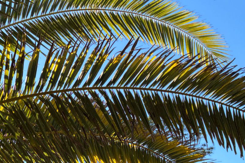 Natural Aging And Frond Shedding Natural Aging And Frond Shedding