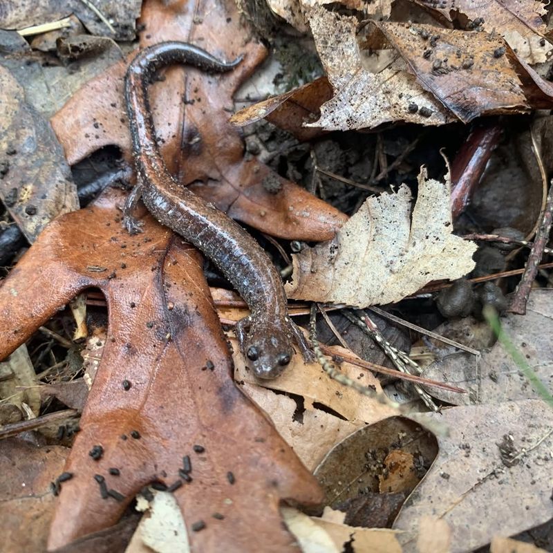 Natural Cover Helps Salamanders Remain Hidden