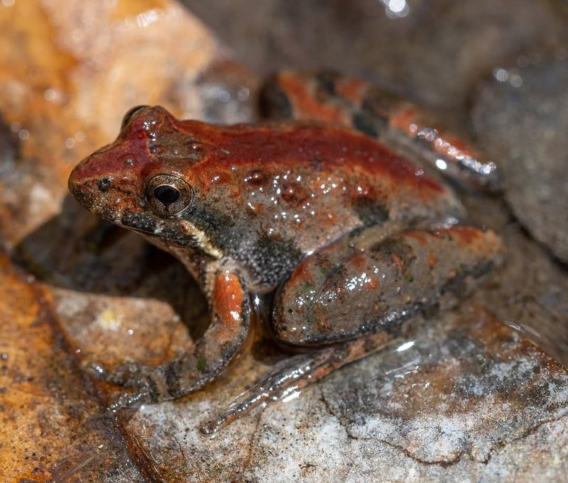 Natural Cover Helps Toads Feel Safe Enough To Stay