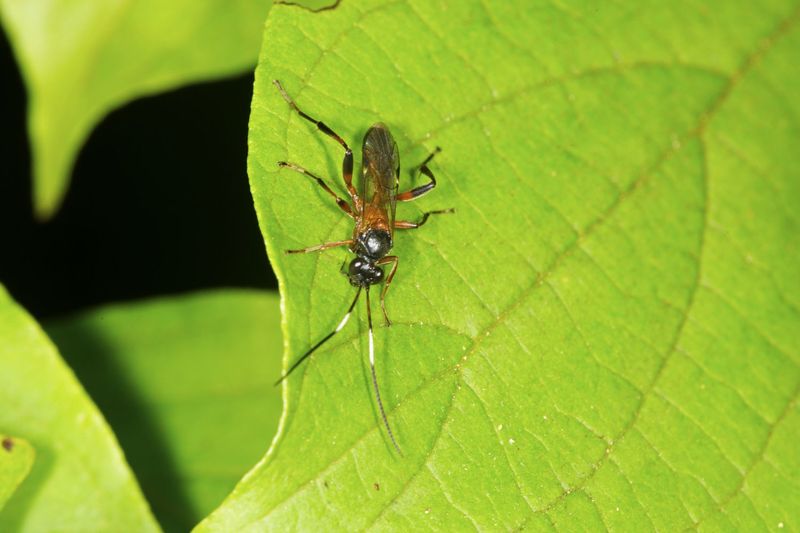Natural Enemies Can Help Calm Outbreaks