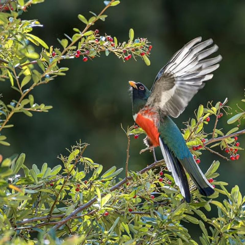 Natural Foods May Be More Abundant Than Feeder Seed