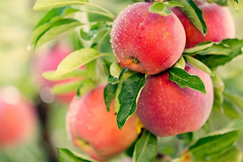 Natural Fruit Shed Continued