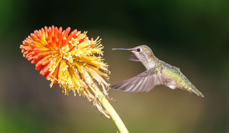 Natural Nectar Sources Start Declining