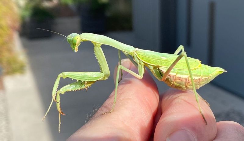 Natural Pest Control Is Part Of Their Role Natural Pest Control Is Part Of Their Role
