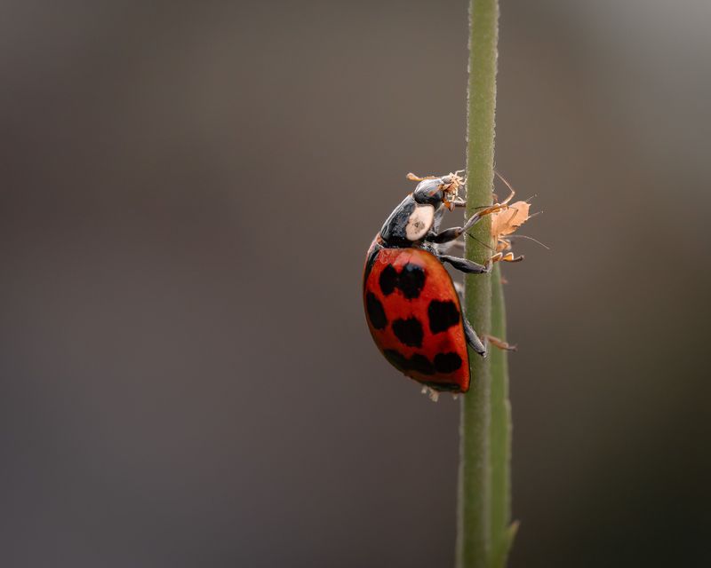 Natural Predators Like Ladybugs Stay Scarce