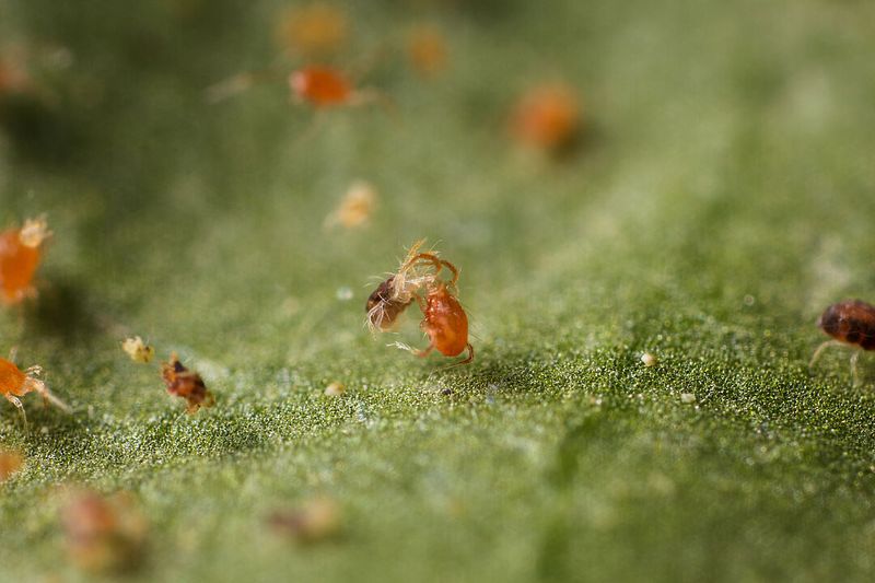 Natural Predators May Not Be Keeping Up Natural Predators May Not Be Keeping Up