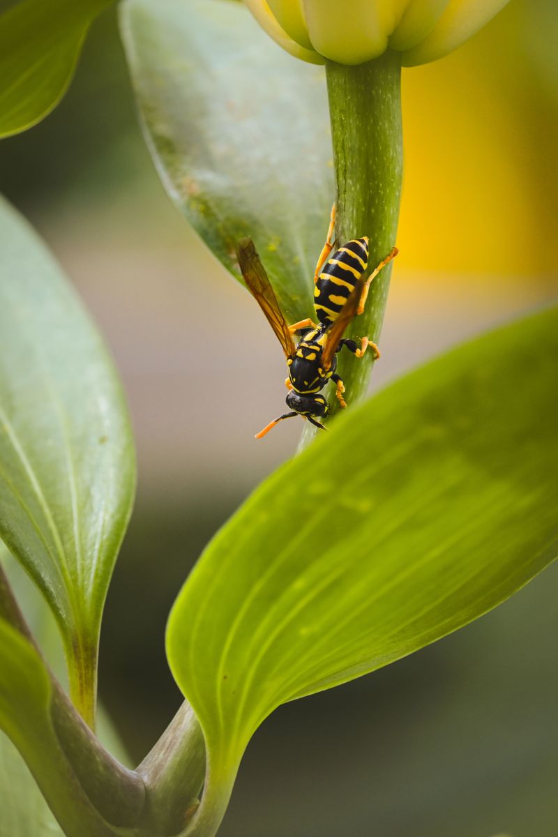 Natural Prey Becomes Scarce This Time Natural Prey Becomes Scarce This Time