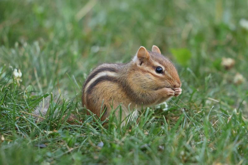 Natural Seasonal Behavior And Hibernation Patterns