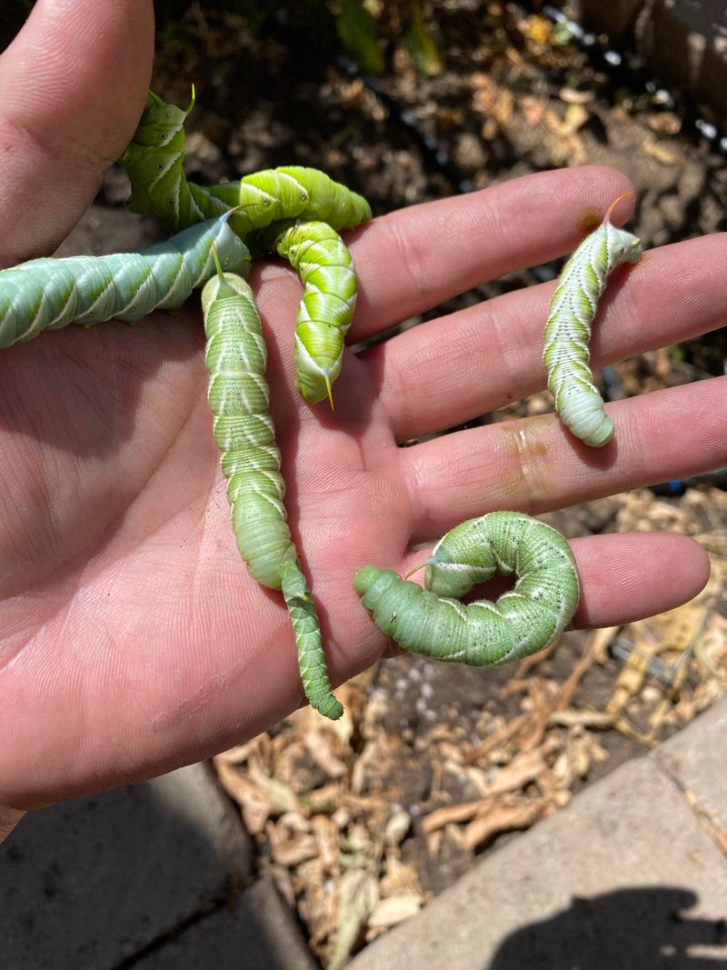 Natural Ways To Remove Hornworms Without Chemicals Natural Ways To Remove Hornworms Without Chemicals