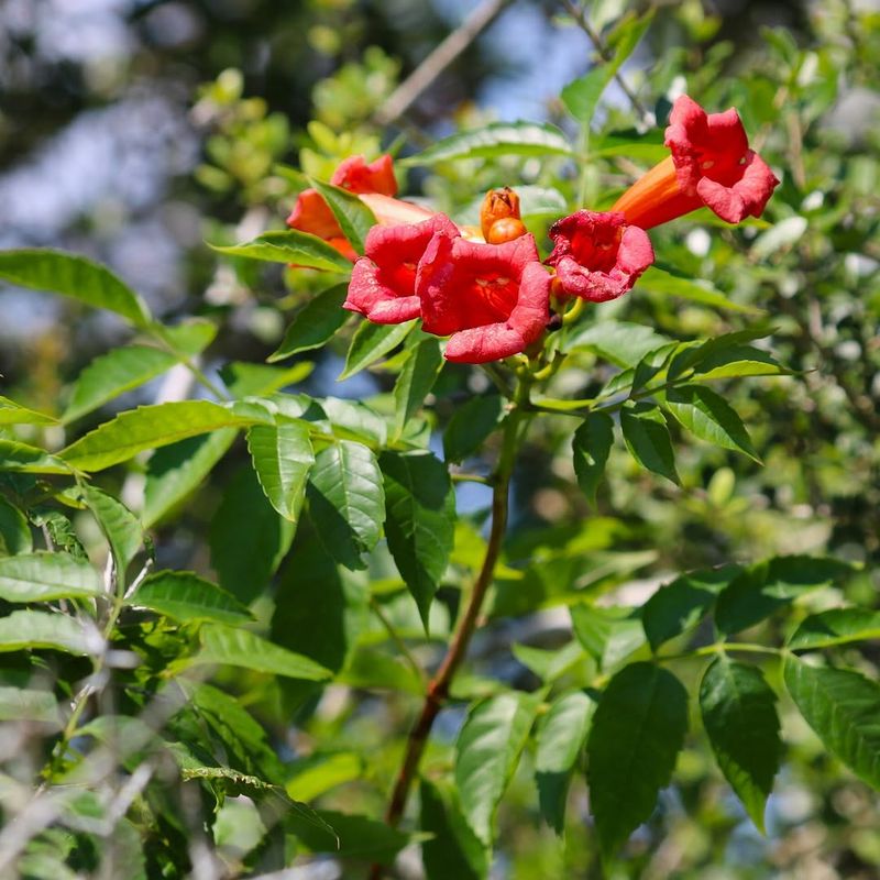 Naturalized Edges Give It Room To Climb Naturalized Edges Give It Room To Climb