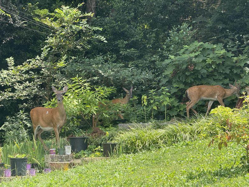 Nearby Cover Can Make Deer Feel Safer Nearby Cover Can Make Deer Feel Safer