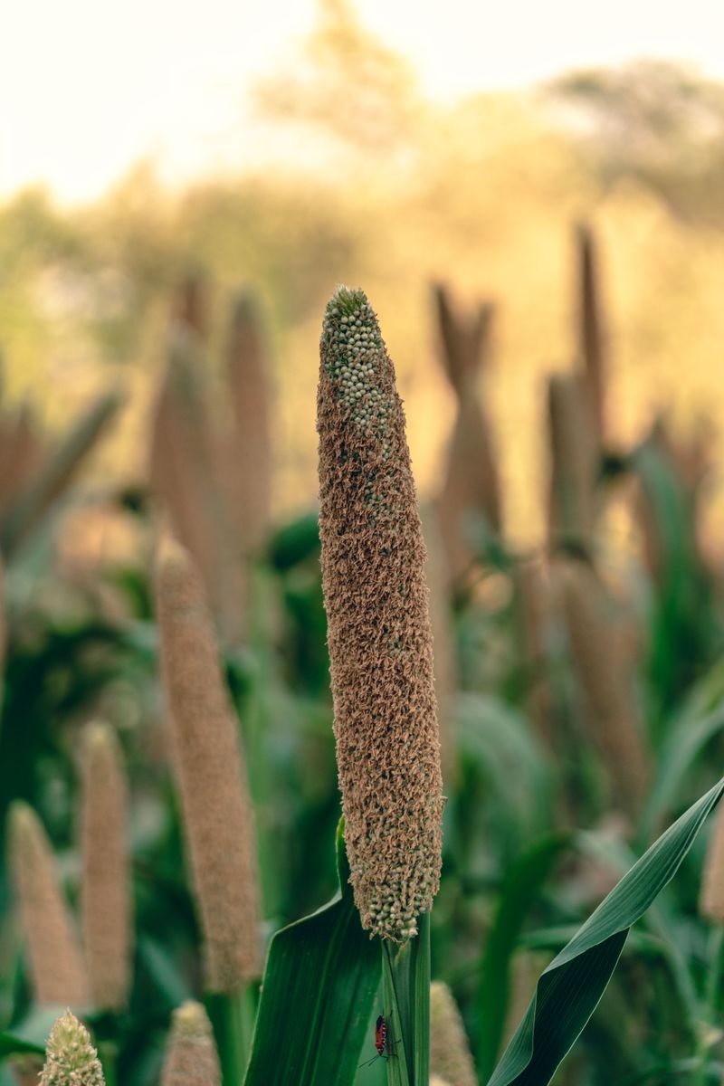 Nearby Feeders Lack White Millet Seed Nearby Feeders Lack White Millet Seed