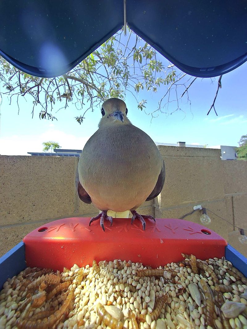 Nearby Food Keeps Them Coming Back Nearby Food Keeps Them Coming Back