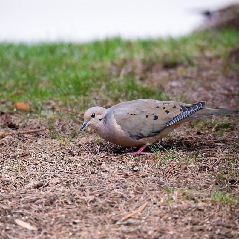 Nearby Food Makes The Yard More Useful Nearby Food Makes The Yard More Useful