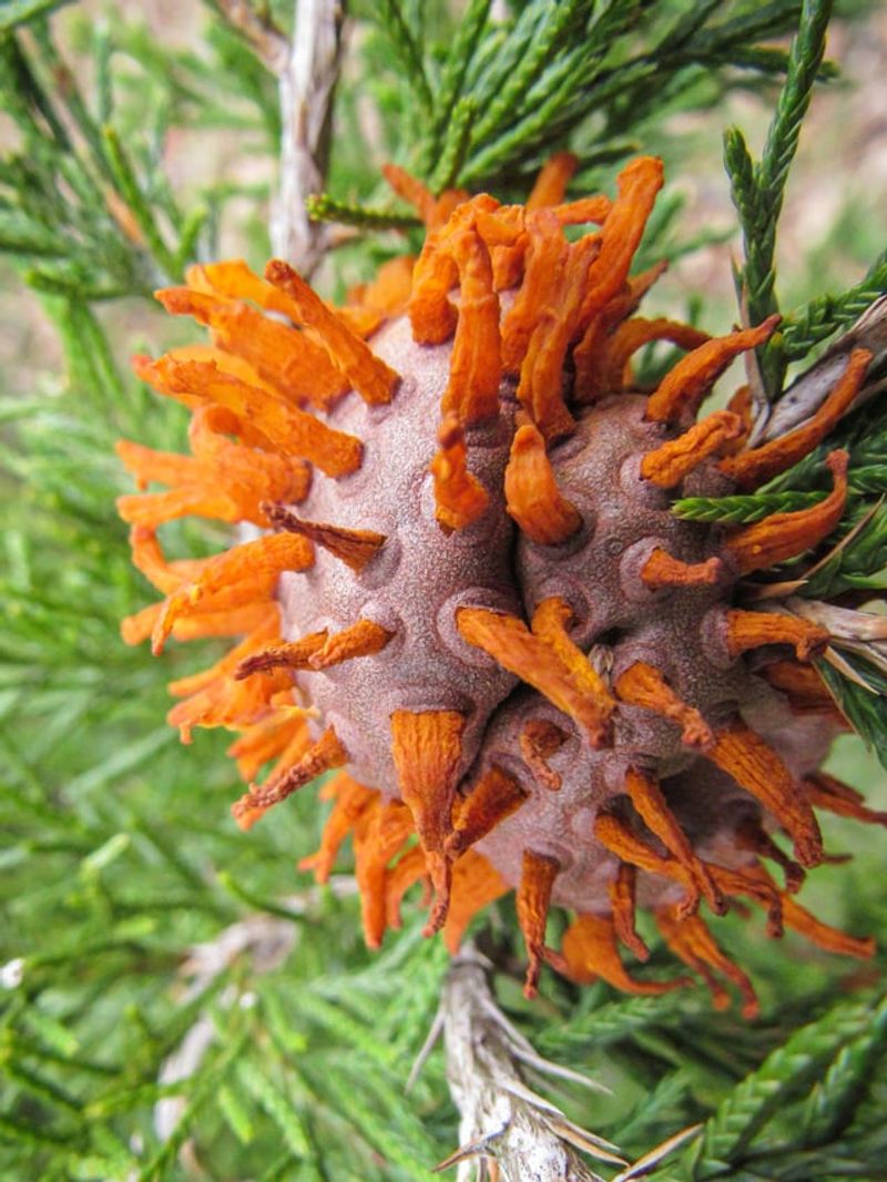 Nearby Junipers May Be Part Of The Problem