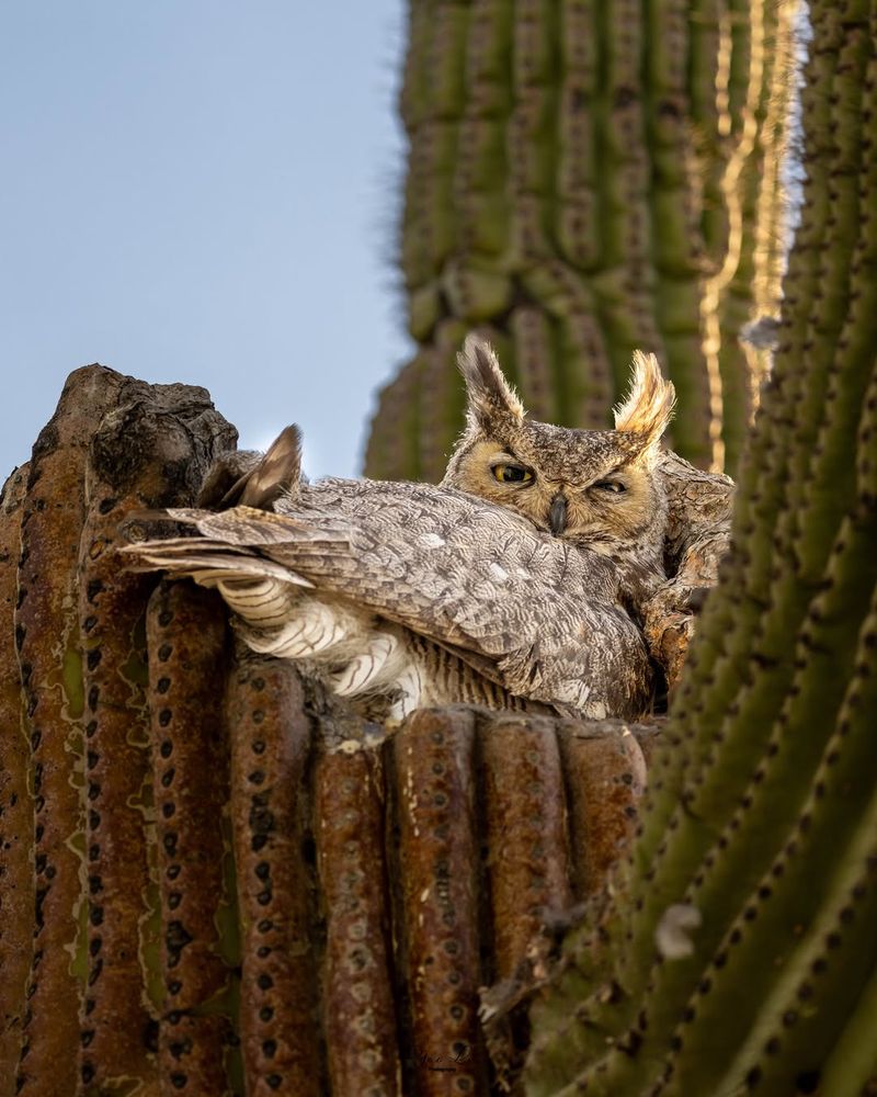 Nearby Nesting Sites Can Increase Owl Activity