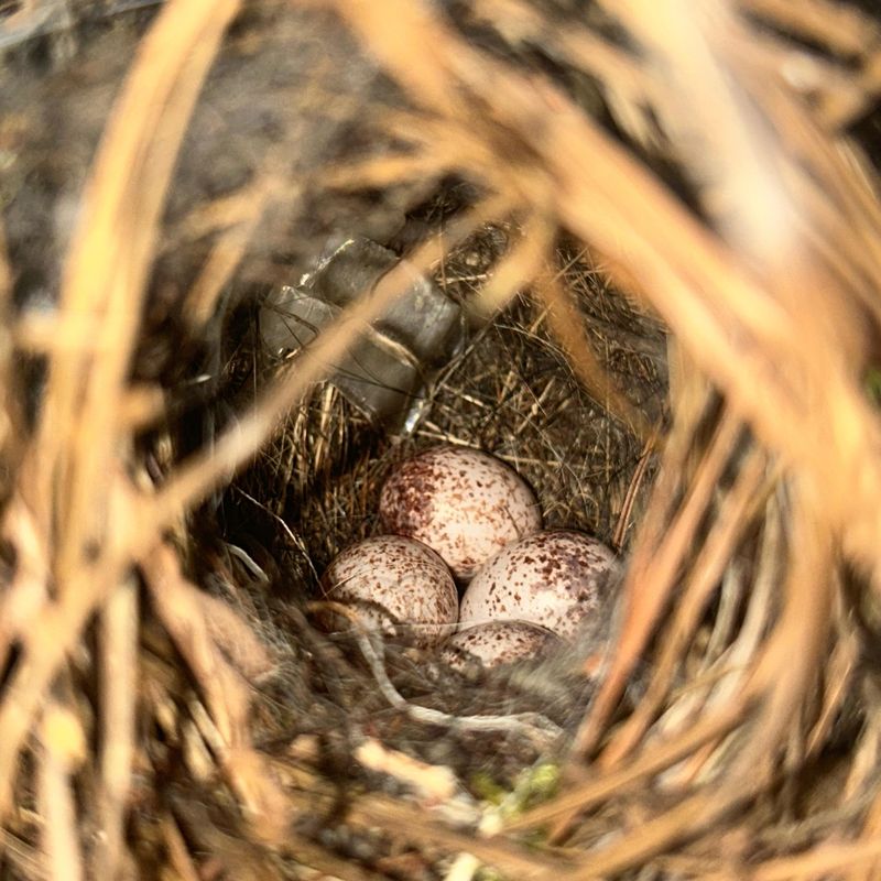 Nearby Nesting Sites Support Growing Families Nearby Nesting Sites Support Growing Families