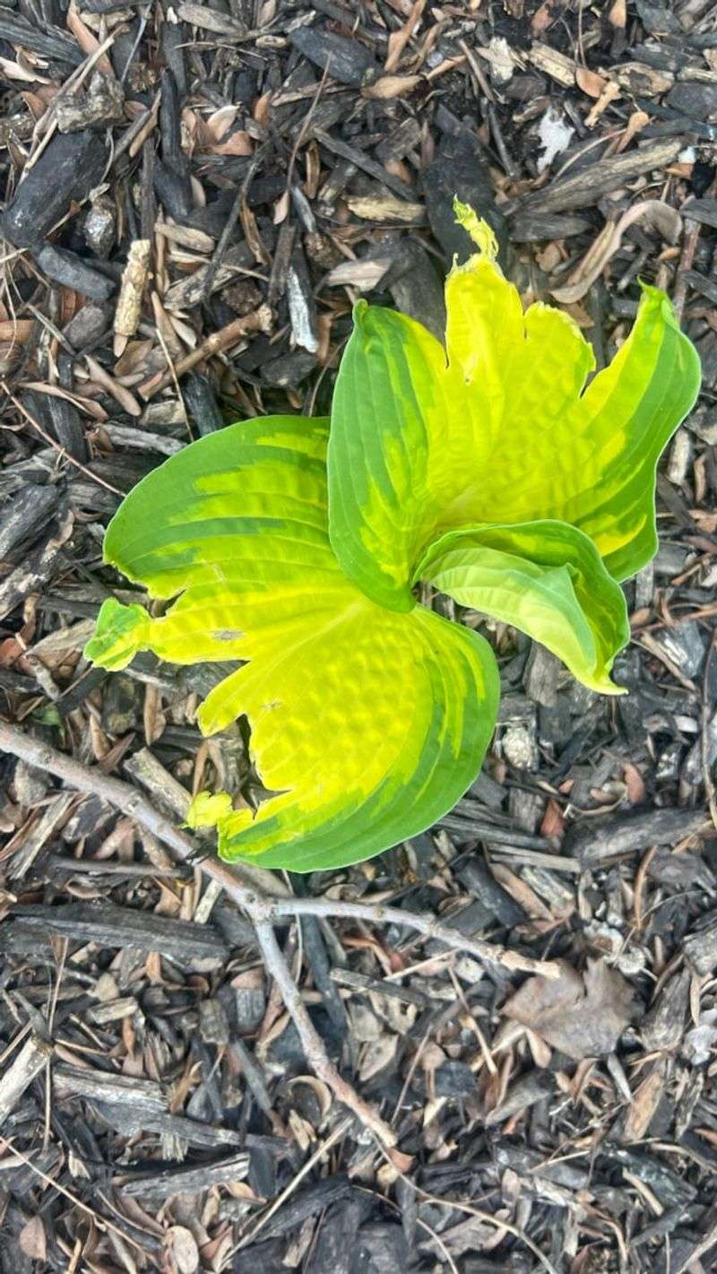 Nearby Plants Of The Same Kind May Be Next Nearby Plants Of The Same Kind May Be Next