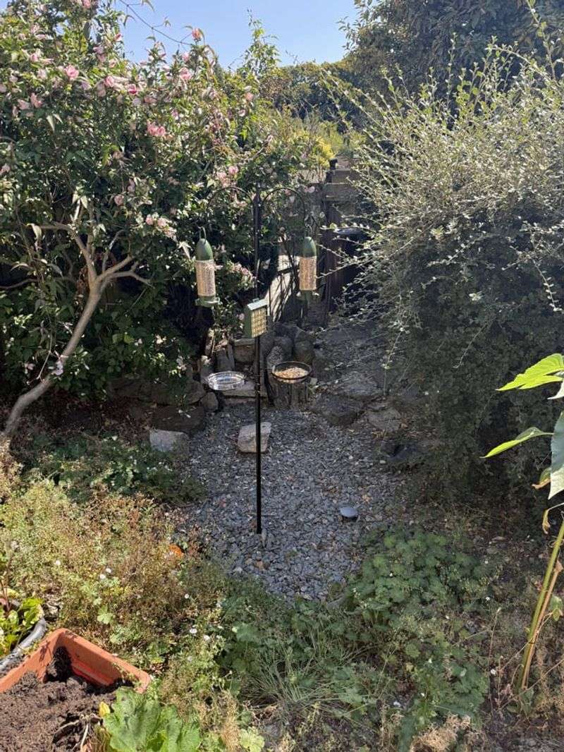 Nearby Shrubs Can Create A Safe Escape Route Nearby Shrubs Can Create A Safe Escape Route