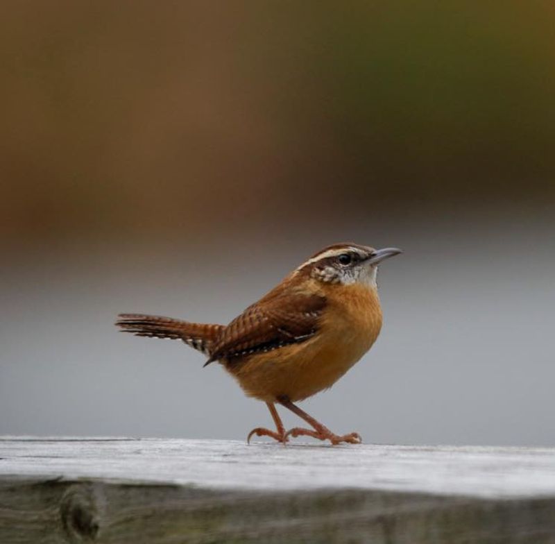 Nearby Shrubs Provide Quick Cover From Predators