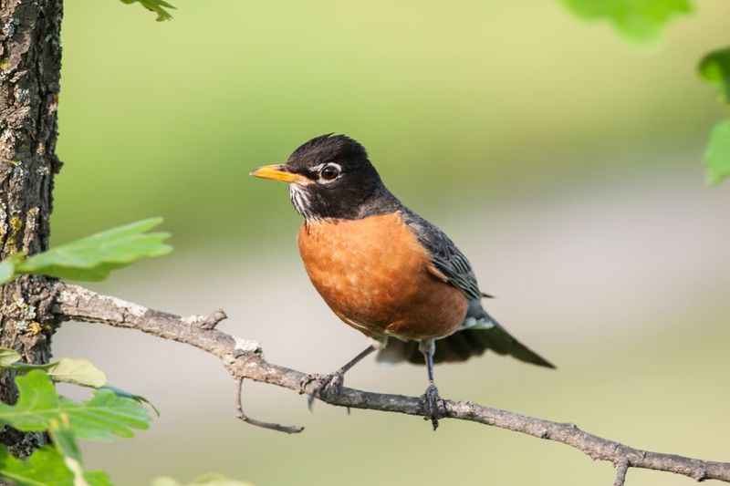 Nearby Trees And Shrubs Offer Safe Perches Nearby Trees And Shrubs Offer Safe Perches