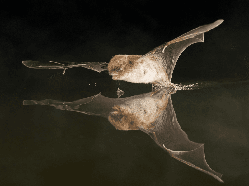Nearby Water Sources Draw Bats In For Drinking And Feeding Nearby Water Sources Draw Bats In For Drinking And Feeding