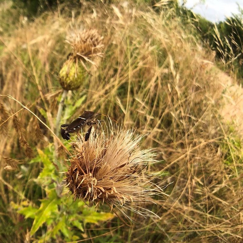 Nearby Weeds Or Overgrown Areas May Be Hosting Them