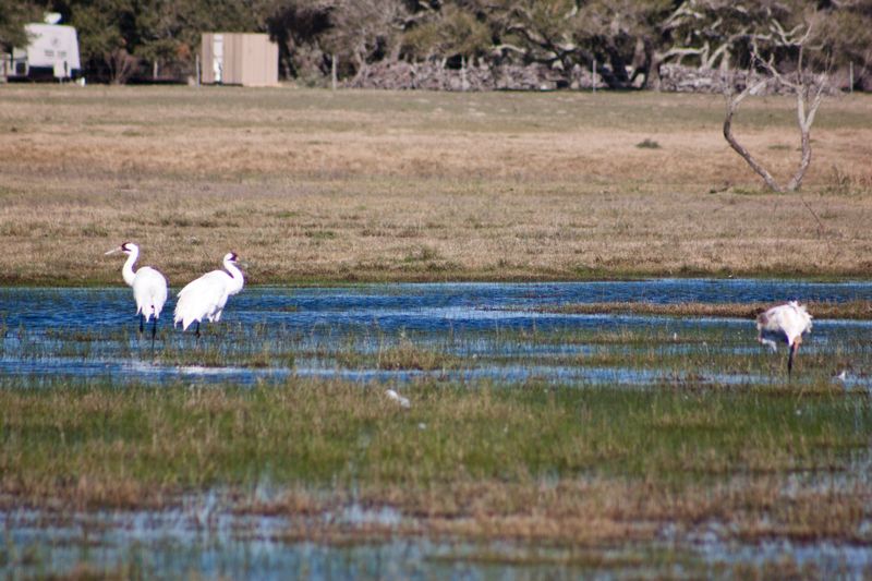Nearby Wetlands Or Fields May Offer A Stopover