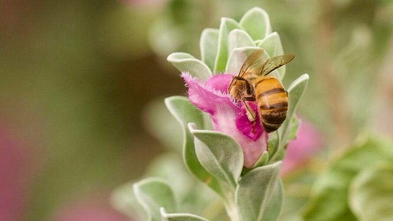 Nectar And Pollen Quality Can Drop Under Stress Nectar And Pollen Quality Can Drop Under Stress