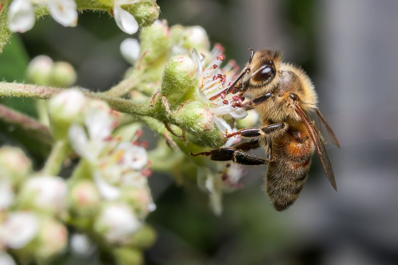 Nectar Flows Lined Up With Strong Forager Numbers