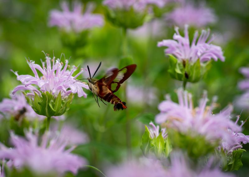 Nectar-Rich Blooms Explain Their Sudden Appearance